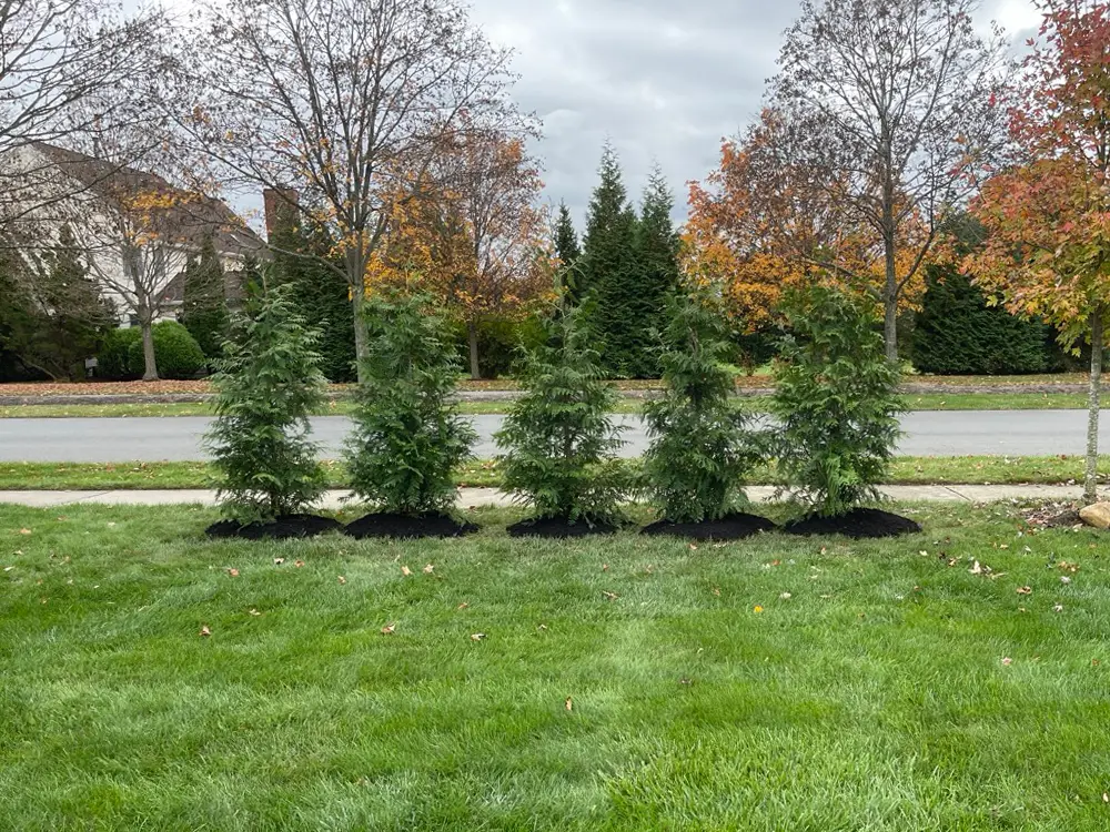 Thuja Green Giant Arborvitae – Low Maintenance Privacy